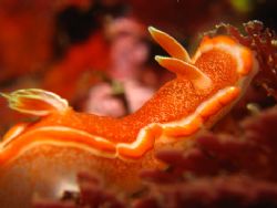 Orange Nudi in Taiwan North East Coast... enjoying the cu... by Alex Tattersall 